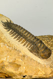 30655 - Top Beautiful Association of 2 Crotalocephalina (Crotalocephalus) gibbus Lower Devonian Trilobites
