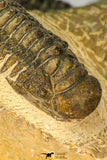30655 - Top Beautiful Association of 2 Crotalocephalina (Crotalocephalus) gibbus Lower Devonian Trilobites