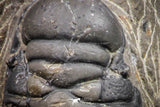 07605 - Beautiful 2.69 Inch Crotalocephalina (Crotalocephalus) gibbus Lower Devonian Trilobite