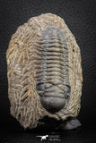 07605 - Beautiful 2.69 Inch Crotalocephalina (Crotalocephalus) gibbus Lower Devonian Trilobite