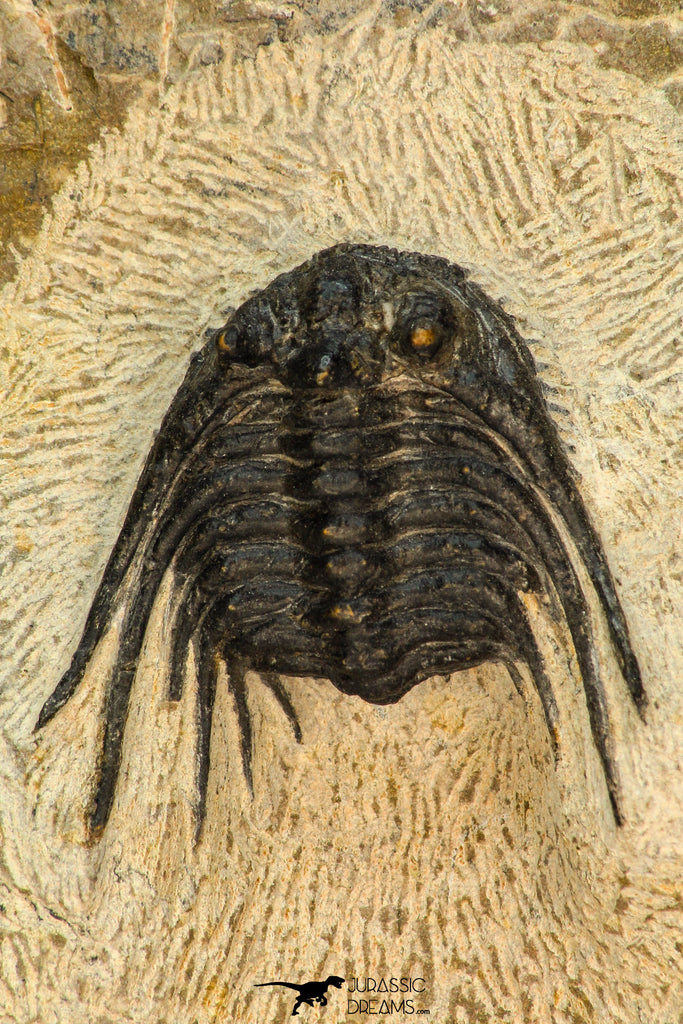 30657 - Top Quality 1.24 Inch Leonaspis sp Middle Devonian Trilobite