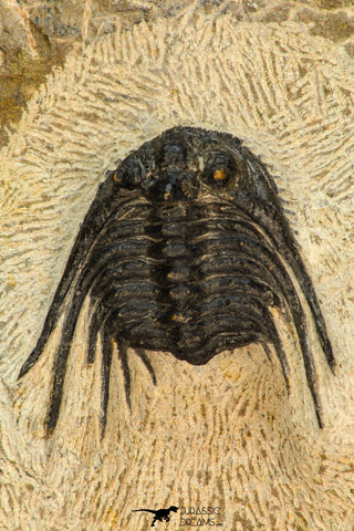 30657 - Top Quality 1.24 Inch Leonaspis sp Middle Devonian Trilobite