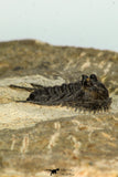 30657 - Top Quality 1.24 Inch Leonaspis sp Middle Devonian Trilobite