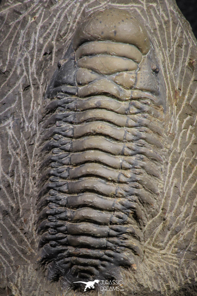 07606 - Beautiful 3.11 Inch Crotalocephalina (Crotalocephalus) gibbus Lower Devonian Trilobite