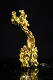 20482 - Top Beautiful Native Gold New Location Aouserd Occidental Sahara