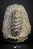 07606 - Beautiful 3.11 Inch Crotalocephalina (Crotalocephalus) gibbus Lower Devonian Trilobite