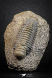 07606 - Beautiful 3.11 Inch Crotalocephalina (Crotalocephalus) gibbus Lower Devonian Trilobite