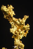 20483 - Top Beautiful Native Gold New Location Aouserd Occidental Sahara