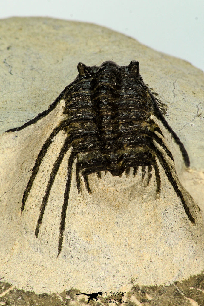 30659 - Top Beautiful 1.19 Inch Leonaspis sp Middle Devonian Trilobite