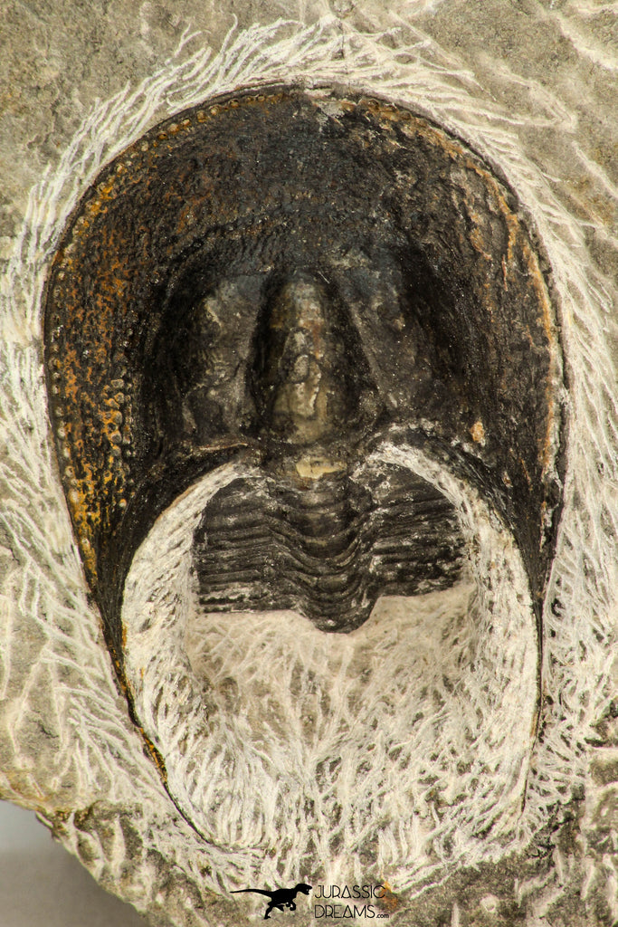 30660 - Well Preserved 1.68 Inch Harpes perradiatus Lower Devonian Trilobite