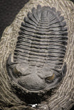 07609 - Top Quality 2.60 Inch Hollardops merocristata Middle Devonian Trilobite