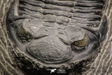 07609 - Top Quality 2.60 Inch Hollardops merocristata Middle Devonian Trilobite