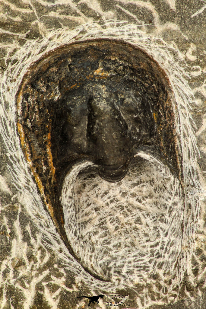 30661 - Beautiful 1.59 Inch Harpes perradiatus Lower Devonian Trilobite