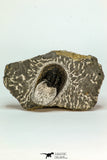 30662 - Top Quality 1.79 Inch Harpes perradiatus Lower Devonian Trilobite