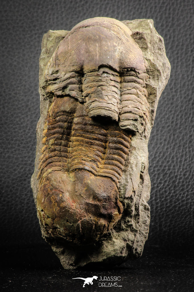 07611 - Top Nice Association 2 Ectillaenus sp Middle Ordovician Trilobites