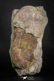 07611 - Top Nice Association 2 Ectillaenus sp Middle Ordovician Trilobites