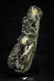 21570 - Association Quartz + Pyrite + Barite Crystals - Alnif (Morocco)