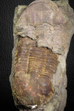 07611 - Top Nice Association 2 Ectillaenus sp Middle Ordovician Trilobites