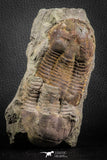 07611 - Top Nice Association 2 Ectillaenus sp Middle Ordovician Trilobites