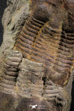 07611 - Top Nice Association 2 Ectillaenus sp Middle Ordovician Trilobites