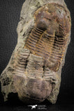 07611 - Top Nice Association 2 Ectillaenus sp Middle Ordovician Trilobites