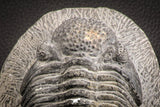 07612 - Top Huge 5.57 Inch Drotops armatus Middle Devonian Trilobite