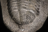 07612 - Top Huge 5.57 Inch Drotops armatus Middle Devonian Trilobite