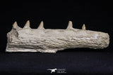 20485 - Top Rare 6.42 Inch Maroccosuchus zennaroi Right Mandibular Fragment