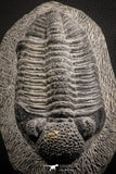 07612 - Top Huge 5.57 Inch Drotops armatus Middle Devonian Trilobite