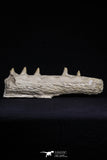 20485 - Top Rare 6.42 Inch Maroccosuchus zennaroi Right Mandibular Fragment