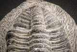 07612 - Top Huge 5.57 Inch Drotops armatus Middle Devonian Trilobite