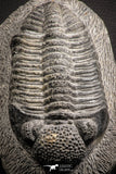 07612 - Top Huge 5.57 Inch Drotops armatus Middle Devonian Trilobite