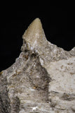 20485 - Top Rare 6.42 Inch Maroccosuchus zennaroi Right Mandibular Fragment