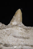 20485 - Top Rare 6.42 Inch Maroccosuchus zennaroi Right Mandibular Fragment