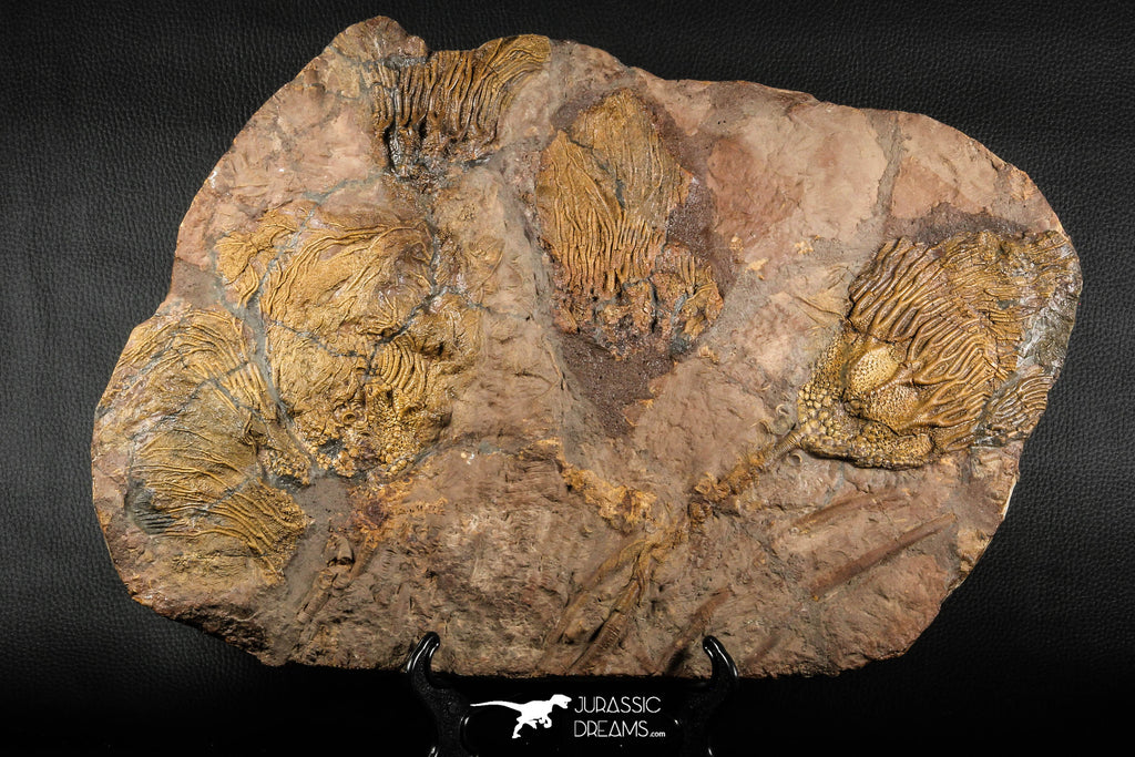 07613 - Top 18.11 Inch Silurian Scyphocrinites elegans Crinoid Plate