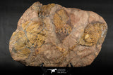 07613 - Top 18.11 Inch Silurian Scyphocrinites elegans Crinoid Plate