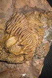 07613 - Top 18.11 Inch Silurian Scyphocrinites elegans Crinoid Plate