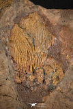 07613 - Top 18.11 Inch Silurian Scyphocrinites elegans Crinoid Plate