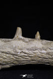 20485 - Top Rare 6.42 Inch Maroccosuchus zennaroi Right Mandibular Fragment
