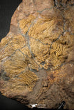 07613 - Top 18.11 Inch Silurian Scyphocrinites elegans Crinoid Plate