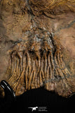07613 - Top 18.11 Inch Silurian Scyphocrinites elegans Crinoid Plate
