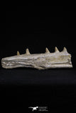 20485 - Top Rare 6.42 Inch Maroccosuchus zennaroi Right Mandibular Fragment
