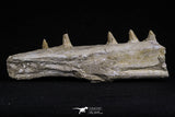 20485 - Top Rare 6.42 Inch Maroccosuchus zennaroi Right Mandibular Fragment