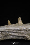 20485 - Top Rare 6.42 Inch Maroccosuchus zennaroi Right Mandibular Fragment