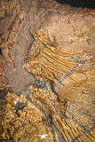 07613 - Top 18.11 Inch Silurian Scyphocrinites elegans Crinoid Plate