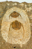 30666 - Top Beautiful Association of 2 Onnia sp Ordovician Trilobites