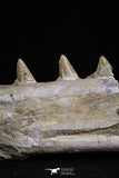 20485 - Top Rare 6.42 Inch Maroccosuchus zennaroi Right Mandibular Fragment