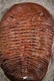 07614 - Top Huge 5.79 Inch Eudolatites sp Upper Ordovician Trilobite