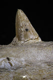 20485 - Top Rare 6.42 Inch Maroccosuchus zennaroi Right Mandibular Fragment