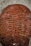 07614 - Top Huge 5.79 Inch Eudolatites sp Upper Ordovician Trilobite